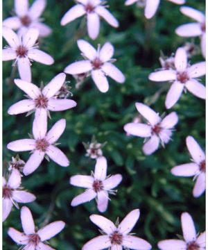 Arenaria montana Purpurascens