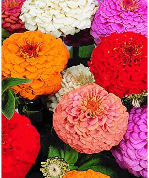 Zinnia elegans Oklahoma Formula Mix