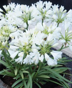 Agapanthus Double Diamond