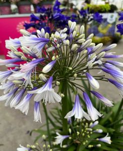 Agapanthus Fireworks