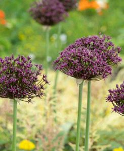 Allium atropurpureum