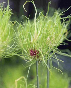 Allium Hair