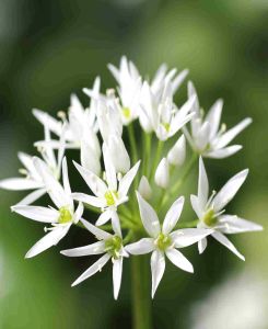 Allium ursinum