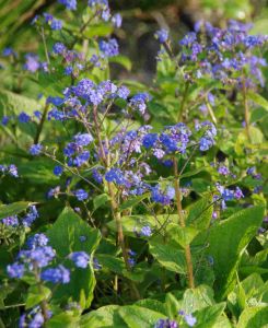 Brunnera macrophylla Blue Ocean