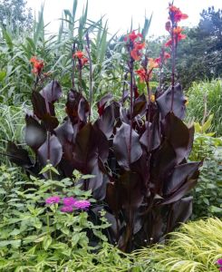 Canna Tropicanna Black