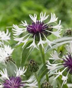 Centaurea montana 'Amethyst in Snow'