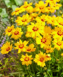 Coreopsis grandiflora 'Solar Mellow'