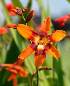 Crocosmia x crocosmiiflora 'Emily McKenzie'