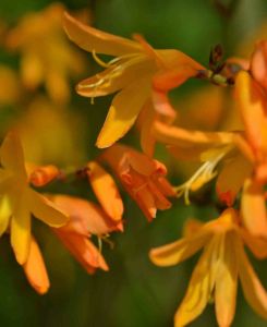 Crocosmia x crocosmiiflora 'George Davidson'