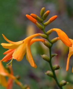 Crocosmia x crocosmiiflora 'John Boots'