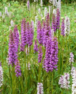 Dactylorhiza fuchsii