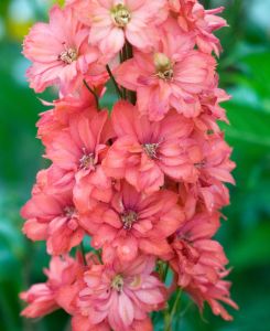 Delphinium elatum 'Red Caroline'