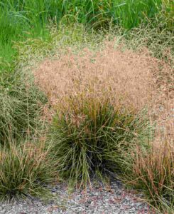 Deschampsia cespitosa Palava