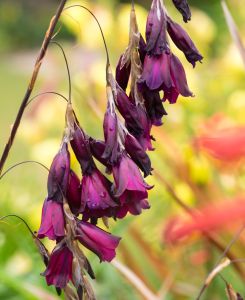 Dierama Blackbird