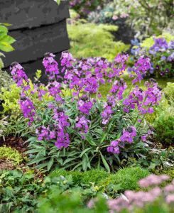 Erysimum Bowles Me Away 