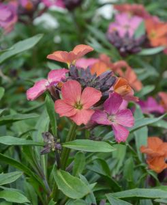 Erysimum Constant Cheer