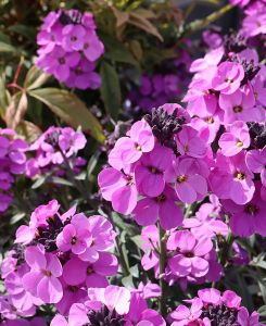 Erysimum Winter Joy