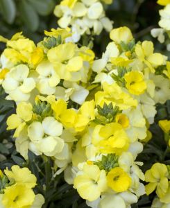 Erysimum Winter Light