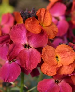 Erysimum Winter Orchid