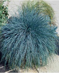 Festuca glauca Blue Auslese