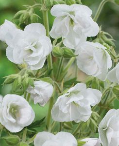 Geranium pratense Laura