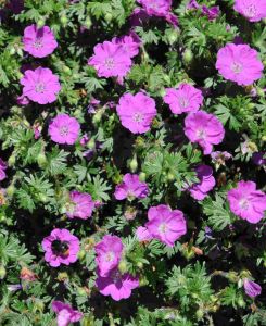 Geranium sanguineum