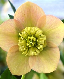 Helleborus orientalis 'Apricot'