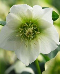 Helleborus Pretty Single Ellen White