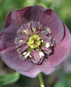 Helleborus orientalis 'Anemone Purple Violet' 