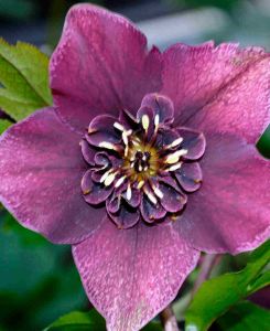 Helleborus orientalis 'Anemone Red' 