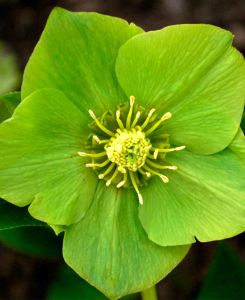 Helleborus orientalis 'Single Green' 