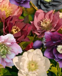 Helleborus Double Ellen Mix