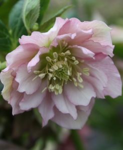 Helleborus x hybridus 'Double Ellen Pink'