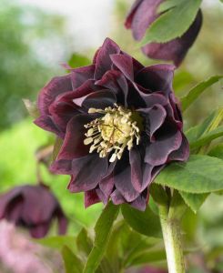 Helleborus x hybridus 'Double Ellen Purple'