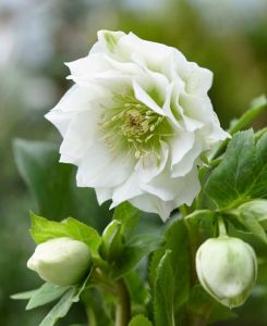 Helleborus x hybridus 'Double Ellen White'