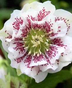 Helleborus x hybridus 'Double Ellen White Spotted' 