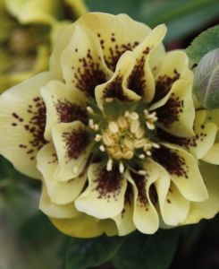 Helleborus hyb. Double Ellen Yellow Spotted