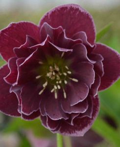 Helleborus orientalis 'Double Aubergine with White Edge'