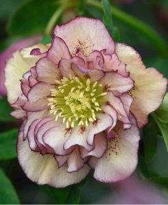 Helleborus orientalis 'Double Ellen Picotee'