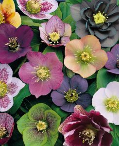 Helleborus Orientalis Mix