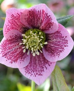 Helleborus orientalis 'Single Pink Dark Spotted'