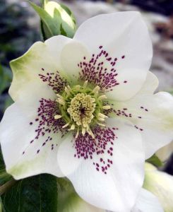 Helleborus Pretty Ellen 'White Spotted'