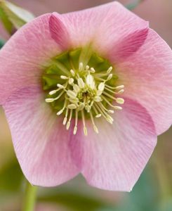 Helleborus Pretty Single Pink Ellen