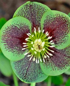 Helleborus orientalis 'Single Green Spotted' 