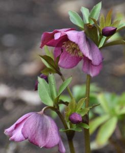 Helleborus Pretty Single Red Ellen