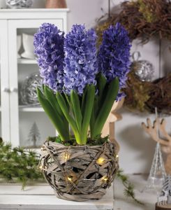 Illuminated Rustic Basket Hyacinth Blue Pearl