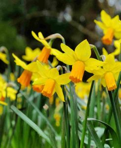 Narcissus 'Jetfire'