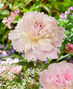 Paeonia lactiflora Alertie