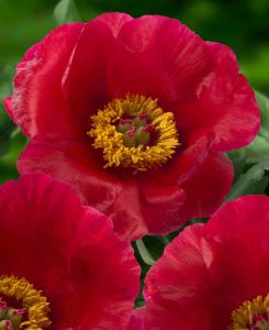 Paeonia lactiflora 'Blaze'