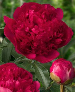 Paeonia lactifora Command Performance